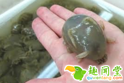 回农村孝敬家人的东东，看了估计没人敢吃~！