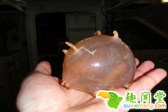 回农村孝敬家人的东东，看了估计没人敢吃~！