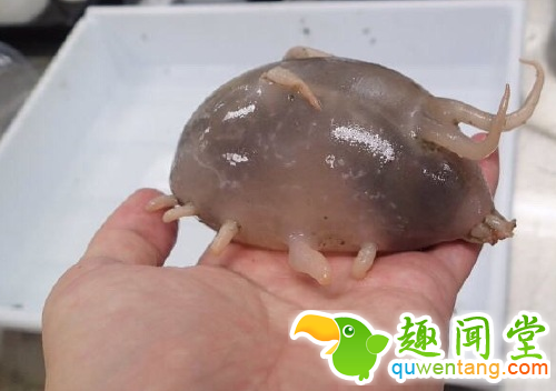 回农村孝敬家人的东东，看了估计没人敢吃~！