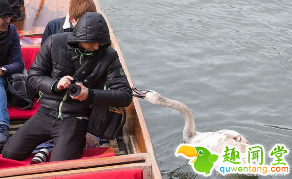 脾气最坏的天鹅，恐吓追咬游客，家族三代均为剑桥“河霸”