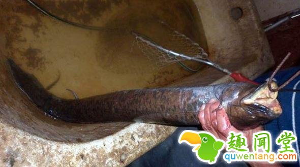 男子野外水沟钓到黑鱼，回家老婆却吓得大叫！