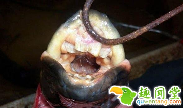 男子野外水沟钓到黑鱼，回家老婆却吓得大叫！