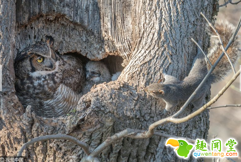 松鼠树上横冲直撞遇猫头鹰 四目相对结局会怎样？