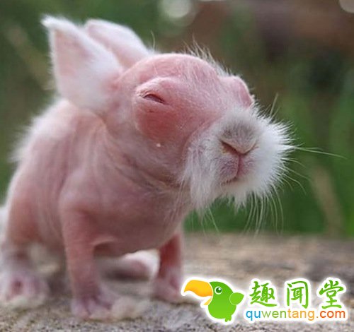 如果你的宠物突然没有了毛,感觉会是怎样？