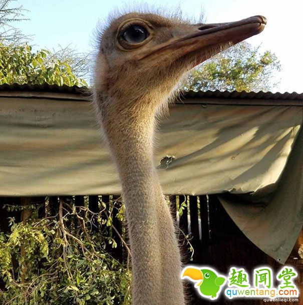 罕见，小象看上一只鸵鸟，成为好闺蜜