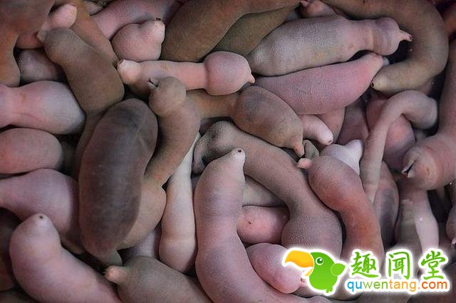 发现海滩有大量长条东西，游客十分惊讶和奇怪