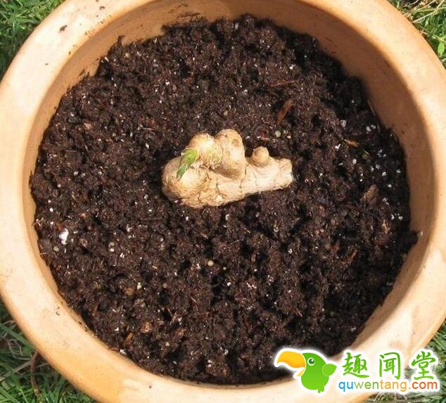 盆栽生姜，不仅易种，而且还美观！
