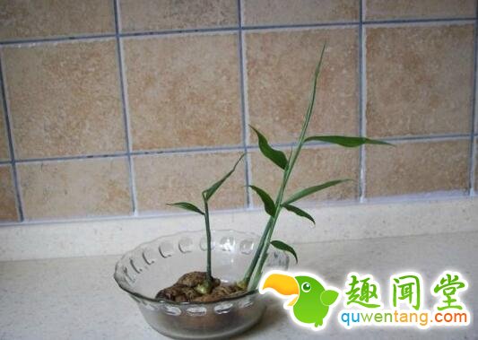 盆栽生姜，不仅易种，而且还美观！