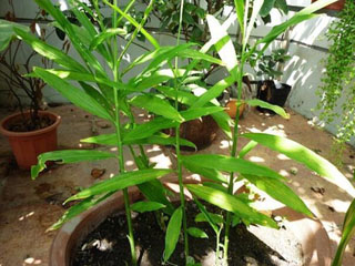 盆栽生姜，不仅易种，而且还美观！