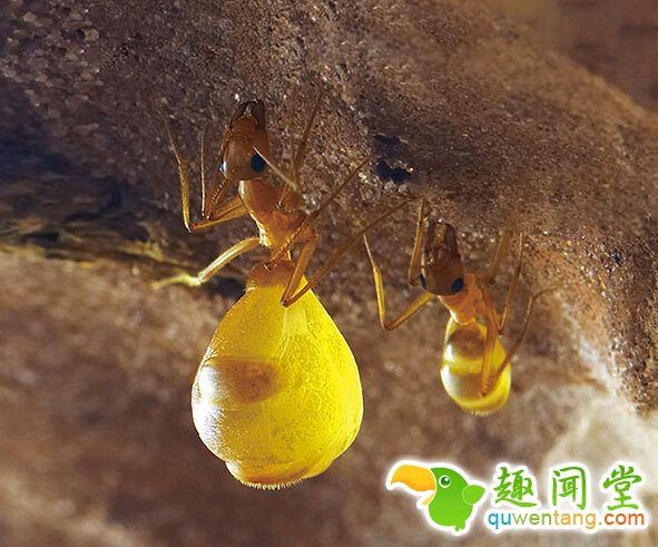 野外游玩发现“黄色小球”，身体饱满多汁，是啥美味？