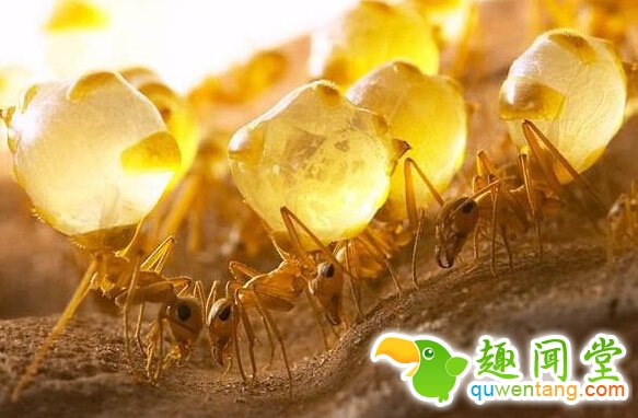 野外游玩发现“黄色小球”，身体饱满多汁，是啥美味？