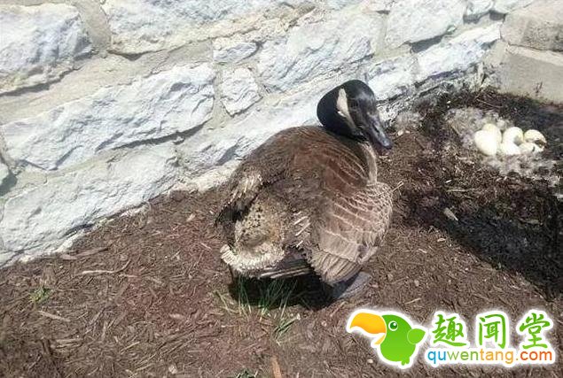 火灾中母鹅一动不动 原因让人心疼不已！