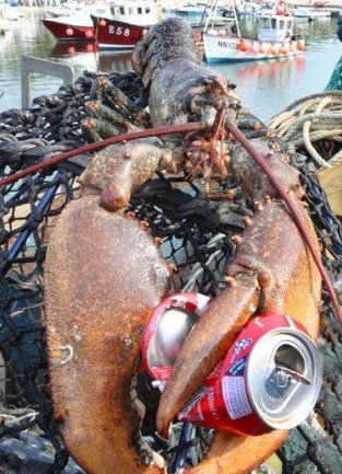 超级大龙虾，挥钳可以轻松夹断人的手臂