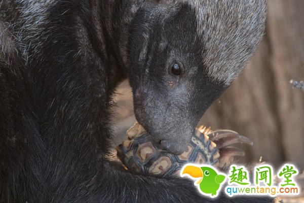 壳硬乌龟遭蜜獾捕食 瞬间被咬碎
