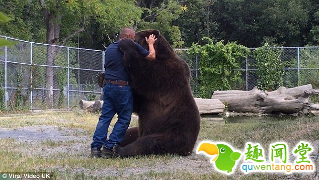 真正的熊抱！与巨型棕熊亲密无间
