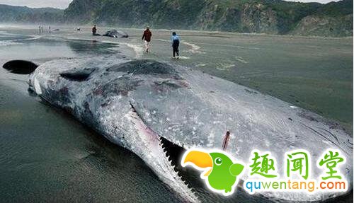 世界上寿命超长的五种动物，最后一个无敌了!