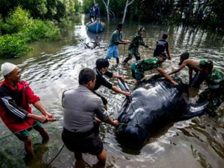 神奇的国度 沼泽发生不可思议的事