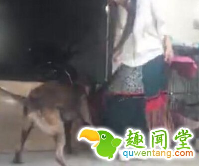 脸红一幕！女子跟狗玩 裙子却被它扒下