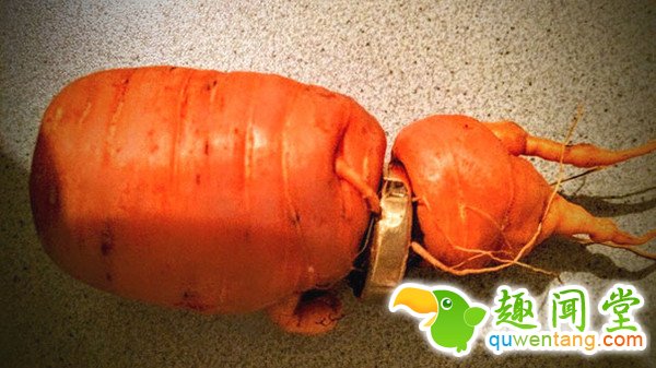 太神奇！老太干农丢失婚戒 3年后长在红萝卜上