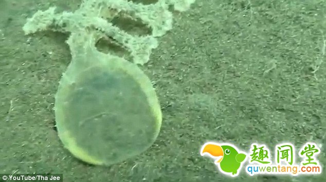 海岸边惊现13条腿神秘生物 头部透明