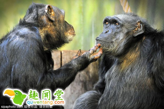 高龄黑猩猩夫妻秀恩爱 相爱三十年