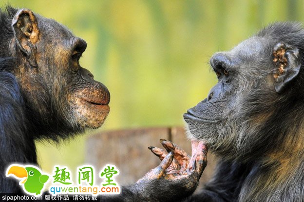 高龄黑猩猩夫妻秀恩爱 相爱三十年