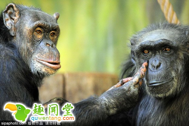 高龄黑猩猩夫妻秀恩爱 相爱三十年