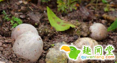 野外发现一些奇怪的蛋，样子吓得人直冒冷汗