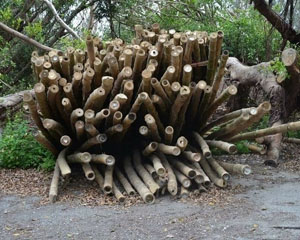 这堆木头里藏了一只狗 大家找翻天