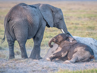 小象学妈妈在白蚁丘上蹭痒痒 憨趣萌呆