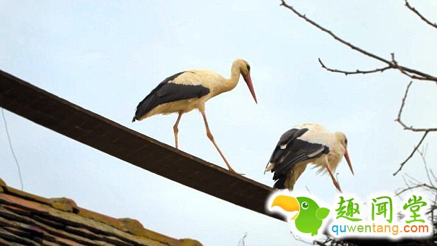 　 　 据英国《每日邮报》4月6日报道，克罗地亚一对白鹳夫妇的爱情故事在当地广为流传。14年来，公白鹳科雷派坦（Klepetan）每年准时从非洲飞回克罗地亚与母白鹳马莱娜（Malena）团聚。