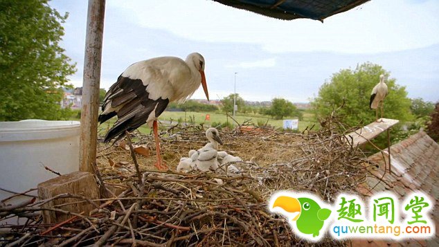 　 　 据英国《每日邮报》4月6日报道，克罗地亚一对白鹳夫妇的爱情故事在当地广为流传。14年来，公白鹳科雷派坦（Klepetan）每年准时从非洲飞回克罗地亚与母白鹳马莱娜（Malena）团聚。