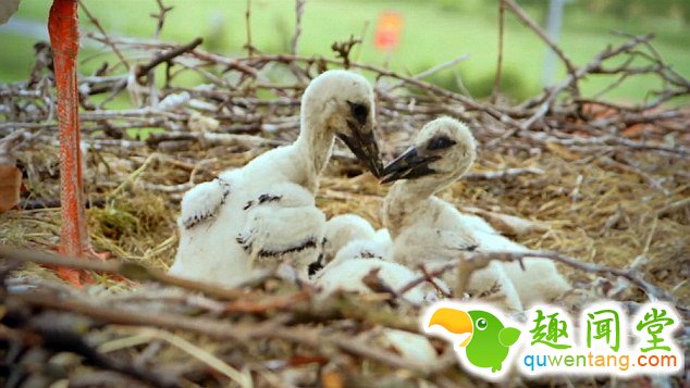 　 　 据英国《每日邮报》4月6日报道，克罗地亚一对白鹳夫妇的爱情故事在当地广为流传。14年来，公白鹳科雷派坦（Klepetan）每年准时从非洲飞回克罗地亚与母白鹳马莱娜（Malena）团聚。