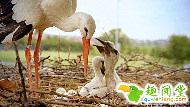 　 　 据英国《每日邮报》4月6日报道，克罗地亚一对白鹳夫妇的爱情故事在当地广为流传。14年来，公白鹳科雷派坦（Klepetan）每年准时从非洲飞回克罗地亚与母白鹳马莱娜（Malena）团聚。