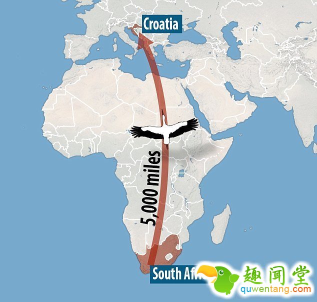 　 　 据英国《每日邮报》4月6日报道，克罗地亚一对白鹳夫妇的爱情故事在当地广为流传。14年来，公白鹳科雷派坦（Klepetan）每年准时从非洲飞回克罗地亚与母白鹳马莱娜（Malena）团聚。