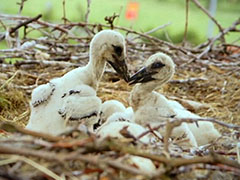 14年，公白鹳每年跨越8000公里，只为了一次