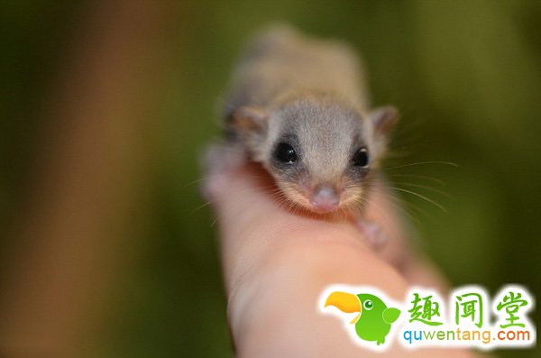 　 　 澳大利亚悉尼市的塔朗加动物园(Taronga Zoo)是第一个培育羽尾袋鼯的动物园，自1988年以来，该公园已经成功培育200余只羽尾袋鼯。
