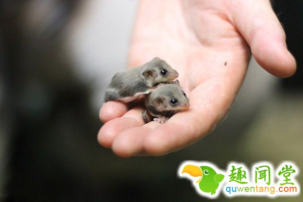 　 　 据英国《每日邮报》3月18日报道，近日，塔朗加动物园又成功培育出5只小羽尾袋鼯，其中两只14周大的羽尾袋鼯已经准备离开他们共同的窝。