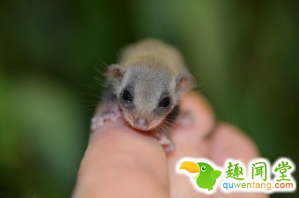 　 　 据英国《每日邮报》3月18日报道，近日，塔朗加动物园又成功培育出5只小羽尾袋鼯，其中两只14周大的羽尾袋鼯已经准备离开他们共同的窝。
