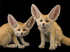 美国摄影师十年为5600种濒危动物拍写真