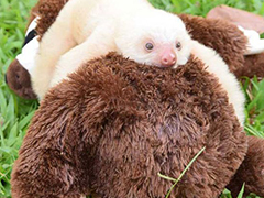 孤儿小树懒认玩具熊当“妈妈”，呆萌可怜