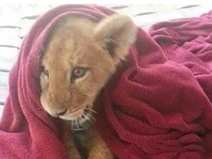 一头对毯子无比迷恋的非洲雄狮，背后故事