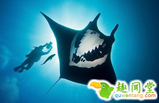 巴西摄影师皮涅罗抓拍到一只背部花纹奇特的蝠鲼。网页截图