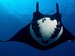 摄影师水下发现罕见魔鬼鱼 背部好像带着