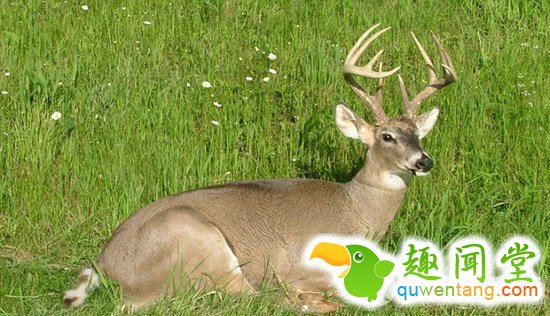 没看出是假的吧?这货是用来抓偷猎者的!