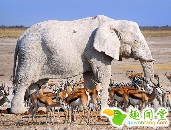 　　据英国《每日邮报》2月28日报道，在一些国家，人们认为纯白色生物是一种吉祥的象征，这些生物大部分都是因为基因突变导致白化变种。对于色彩斑斓的动物王国，白色却成为最出众的颜色。而这样的颜色对于动物来说并不幸运，使其更易成为捕食者的目标。