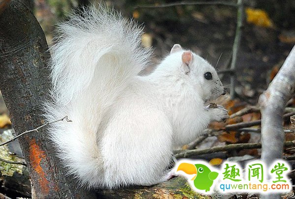 　　据英国《每日邮报》2月28日报道，在一些国家，人们认为纯白色生物是一种吉祥的象征，这些生物大部分都是因为基因突变导致白化变种。对于色彩斑斓的动物王国，白色却成为最出众的颜色。而这样的颜色对于动物来说并不幸运，使其更易成为捕食者的目标。