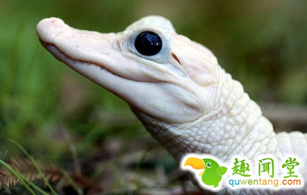 　　据英国《每日邮报》2月28日报道，在一些国家，人们认为纯白色生物是一种吉祥的象征，这些生物大部分都是因为基因突变导致白化变种。对于色彩斑斓的动物王国，白色却成为最出众的颜色。而这样的颜色对于动物来说并不幸运，使其更易成为捕食者的目标。