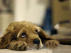 未来科技预测：听懂兽语不是梦？