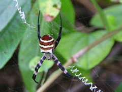 怪异蜘蛛写出英文 动物说话事件吓尿人